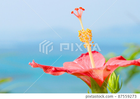 Okinawa's blue sea, blue sky and bright red hibiscus flowers 87559273