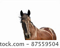 Portrait of a young dark bay horse in front of a white background 87559504