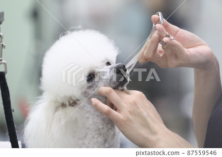 Bailey,一隻寵物狗玩具貴賓犬,被修剪師的女兒修剪得很可愛 Bailey,一隻寵物狗玩具貴賓犬,被修剪師的女兒修剪得很可愛 87559546
