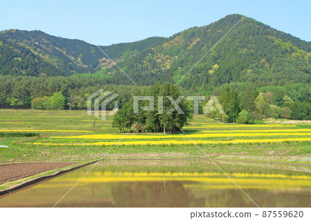 May in Azumino Satoyama where rape blossoms bloom 87559620