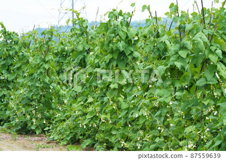 Common bean field 87559639
