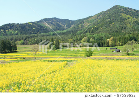 5月在油菜開花的安zu野里山 87559652