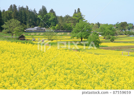 5月在油菜開花的安zu野里山 87559659