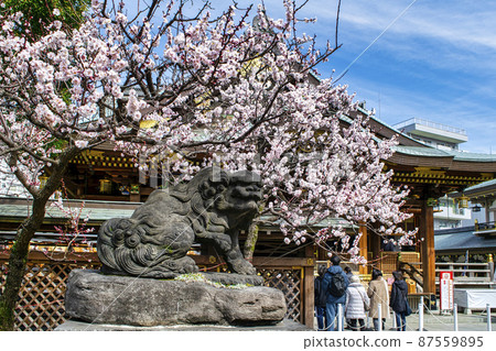 東京湯島天神禮拜堂的紅梅 東京湯島天神禮拜堂的紅梅 87559895