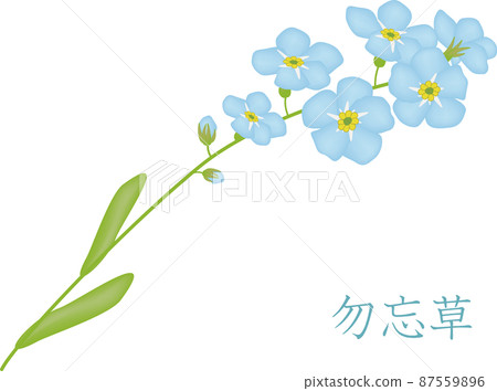 勿忘我花 87559896