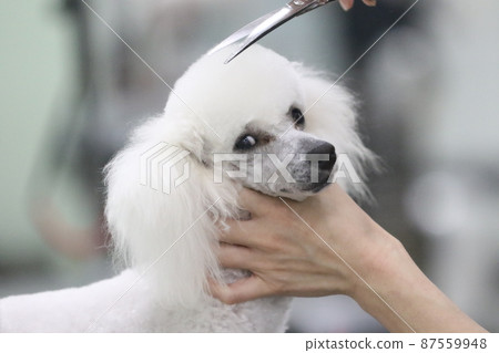 Bailey-chan, a pet dog toy poodle who looks at this cutely while having the trimmer's daughter trim Bailey-chan, a pet dog toy poodle who looks at this cutely while having the trimmer's daughter trim 87559948