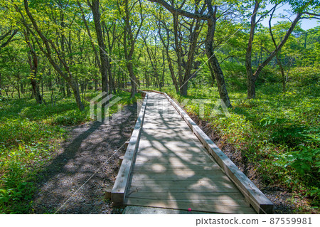 Akagi Park Kakumanbuchi Promenade Early Summer Scenery Akagi Park Kakumanbuchi Promenade Early Summer Scenery 87559981