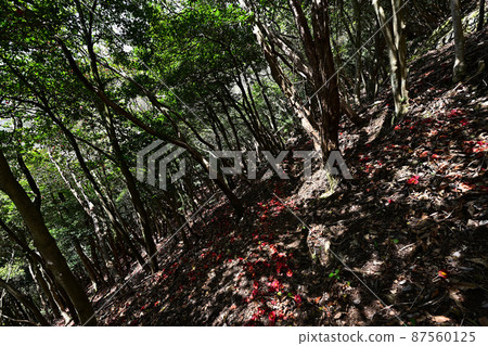 From Mt. Shiraga 87560125