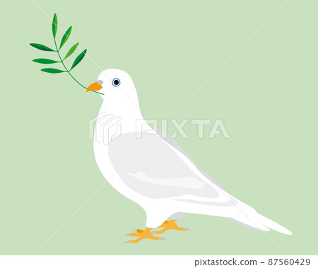 一隻帶橄欖的白鴿，和平的象徵 87560429