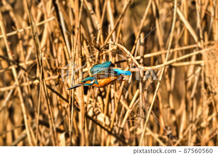 Kingfisher Kingfisher 87560560