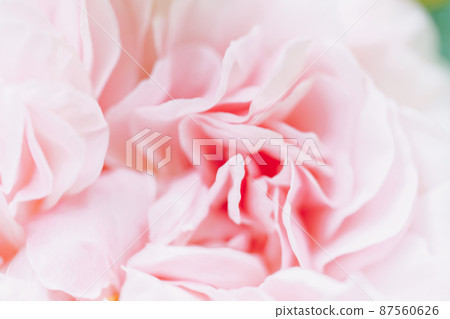 Pink blurred color roses flowers background. Abstract defocused flower backdrop. Macro of unfocused blurred pink petals texture, soft dreamy image. 87560626