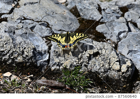 從白賀山山頂 87560640