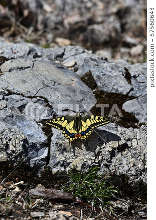 從白賀山山頂 從白賀山山頂 87560643