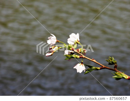 cherry blossoms blowing in the wind 87560657