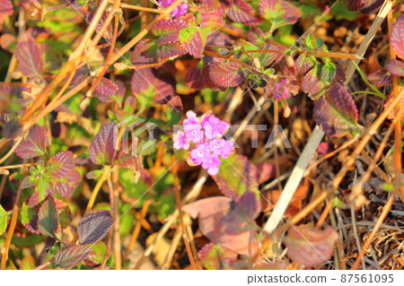 Kobano Lantana purple flower Kobano Lantana purple flower 87561095