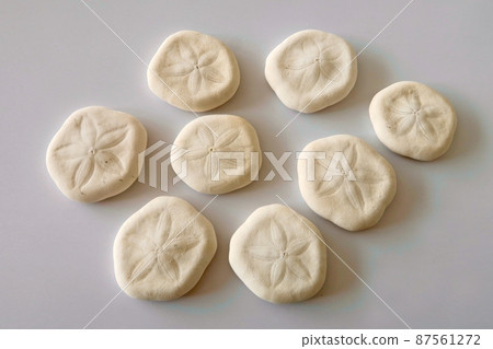 Sand Dollar Kashipan 87561272