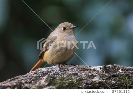 黃尾鴝 黃尾鴝 87561315