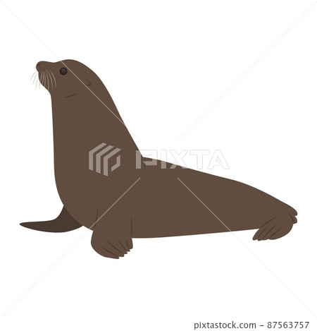 海獅圖 海獅圖 87563757