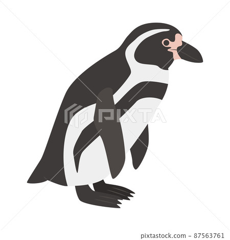 Humboldt penguin illustration 87563761