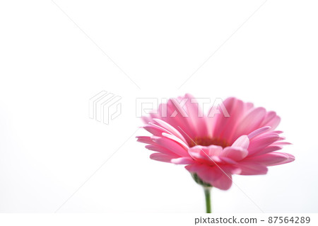 粉色非洲菊背景圖片 粉色非洲菊背景圖片 87564289