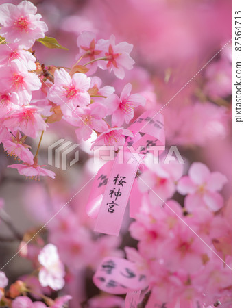 櫻花盛開的櫻花神宮 87564713