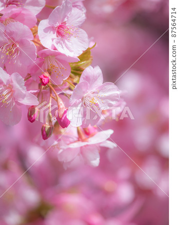 櫻花盛開的櫻花神宮 87564714