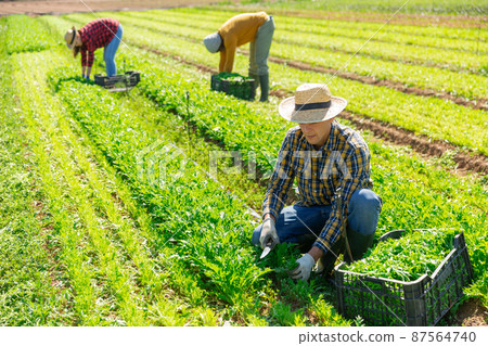 Farmer harvesting and peeling green mizuna (Brassica rapa nipposinica laciniata) on field Farmer harvesting and peeling green mizuna (Brassica rapa nipposinica laciniata) on field 87564740