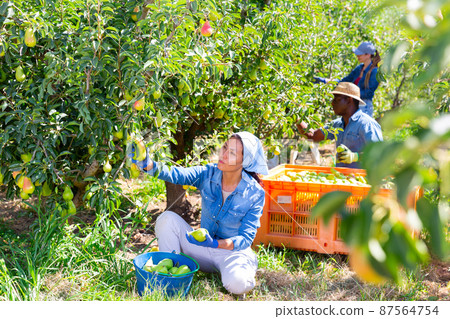 Woman farmer picks ripe pears in the garden. Harvesting pears in orchard 87564754