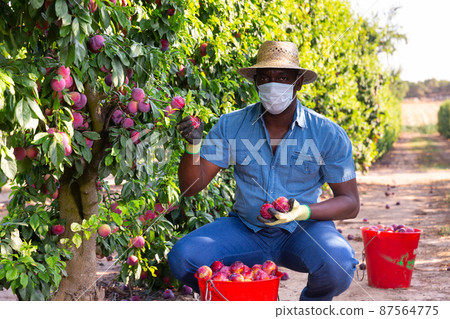 Man in mask gathering plums at orchard Man in mask gathering plums at orchard 87564775