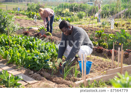 African american man working in a vegetable garden is loosening the soil African american man working in a vegetable garden is loosening the soil 87564779