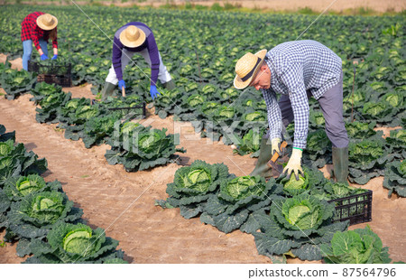 Man harvesting cabbage in farm field Man harvesting cabbage in farm field 87564796
