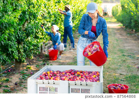 Woman working on plum plantation 87564808