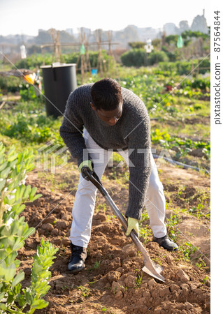 male farmer digging empty beds 87564844