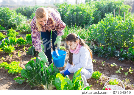 girl with her mother harvesting fresh green lettuce girl with her mother harvesting fresh green lettuce 87564849