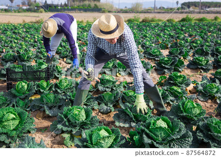 Man farmer picking green cabbage at a vegetable farm Man farmer picking green cabbage at a vegetable farm 87564872