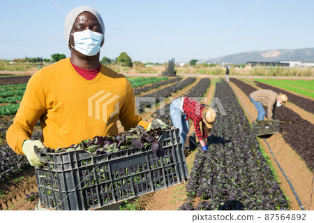 African american farmer wearing face mask engaged in farming picking fresh red leaf mustard on leafy farm African american farmer wearing face mask engaged in farming picking fresh red leaf mustard on leafy farm 87564892