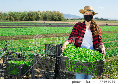 Woman farmer in face mask holding crate full of arugula Woman farmer in face mask holding crate full of arugula 87564915