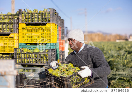 Farmer stacking boxes with artichokes 87564916