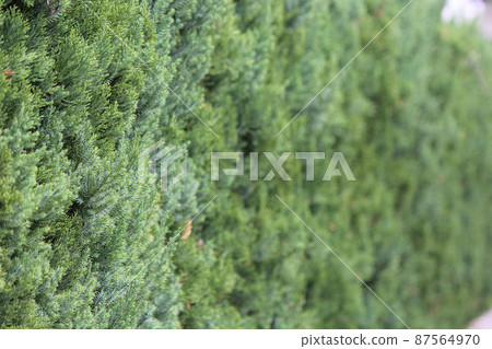 The name of the hedge is now the green wall 87564970