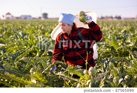 Young woman farmer harvests artichokes 87565099