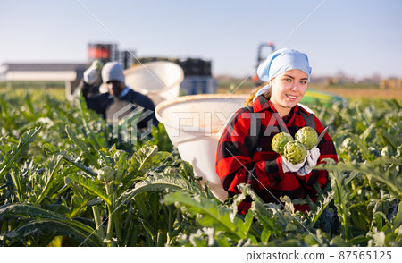 Young woman plantation worker with bunch of artichokes Young woman plantation worker with bunch of artichokes 87565125