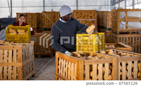 Man and young woman stacking harvested pumpkins in storehouse Man and young woman stacking harvested pumpkins in storehouse 87565126