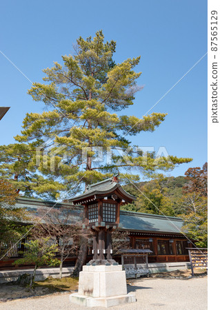 奈良橿原神宮庭園中的大松 奈良橿原神宮庭園中的大松 87565129