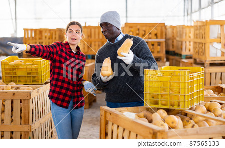 Two farmers discusses work issues, holding pumpkins Two farmers discusses work issues, holding pumpkins 87565133