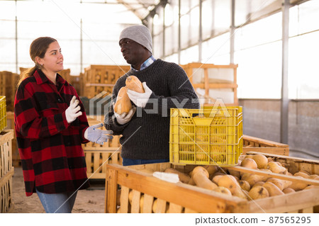 Man and woman workers talking in pumpkin warehouse 87565295