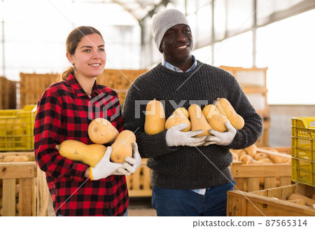 Funny farmers posing with pumpkins Funny farmers posing with pumpkins 87565314
