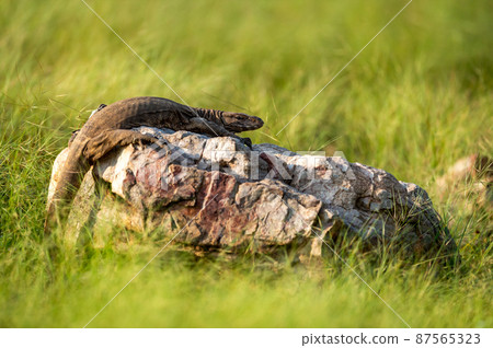 monitor lizard or bengal monitor or common indian monitor or varanus bengalensis portrait on rock in natural post monsoon green forest at ranthambore national park forest india 87565323