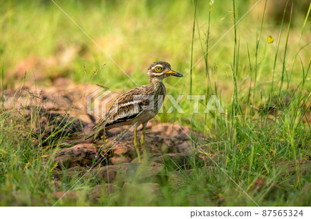 bird, grass, avian 87565324