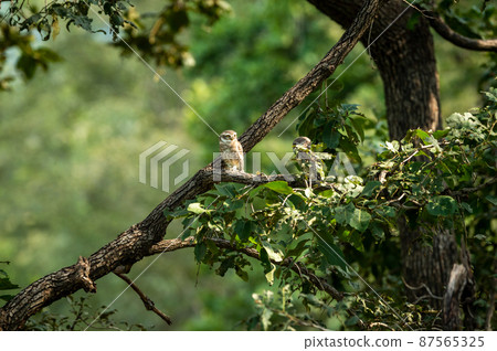 spotted owlet or Athene brama owl bird pair perched on branch in natural green background at forest of central india spotted owlet or Athene brama owl bird pair perched on branch in natural green background at forest of central india 87565325
