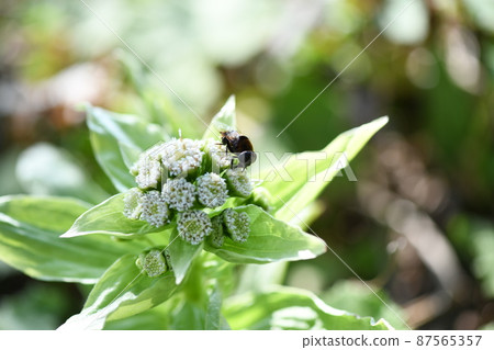 款冬芽和蜜蜂 款冬芽和蜜蜂 87565357